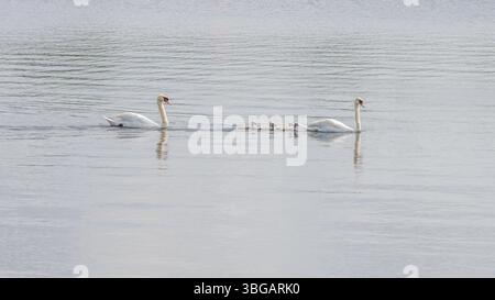 Una famiglia di cigni muti, Cygnus olor, che nuotano attraverso un lago. Foto Stock