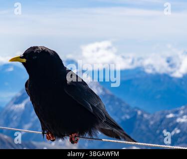 Alpine Chough arroccato sul filo a Zugspitze con sfondo alpino innevato Foto Stock