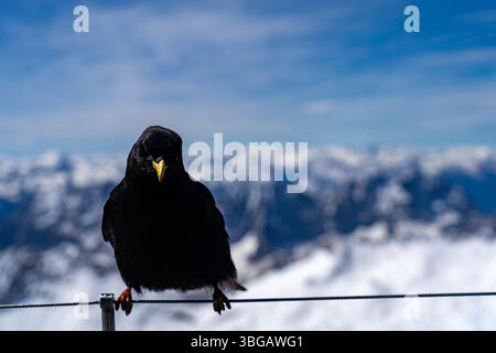 Alpine Chough arroccato sul filo a Zugspitze con sfondo alpino innevato Foto Stock