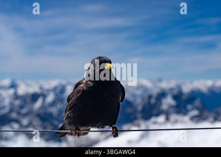 Alpine Chough arroccato sul filo a Zugspitze con sfondo alpino innevato Foto Stock