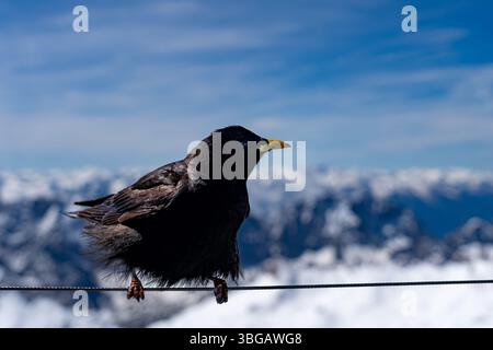Alpine Chough arroccato sul filo a Zugspitze con sfondo alpino innevato Foto Stock
