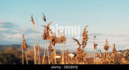In autunno i residui di vegetazione secchi si depositano nel vento Foto Stock