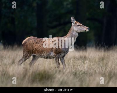 Red Deer Hind Foto Stock