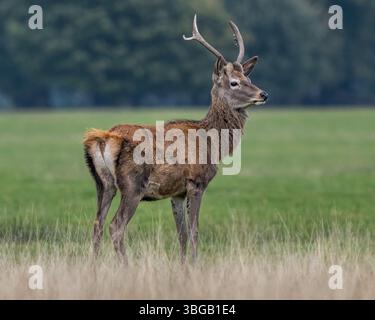 Red Deer Young Stag Foto Stock