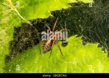Ragno labirinto (Agelena labyrinthica) su rete a imbuto tra foglie verdi, Yonne, Francia. Foto Stock