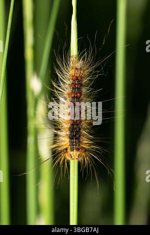Bruco del Lackey Moth (Malacosoma neustria) strisciante sulla roccia, primo piano, Yonne, Francia. Foto Stock