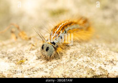 Bruco del Lackey Moth (Malacosoma neustria) strisciante sulla roccia, primo piano, Yonne, Francia. Foto Stock