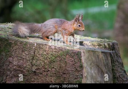 Red Squirrel (Sciurus vulgaris) scattato nei terreni dello Shap Wells Hotel, Shap, Cumbria, Regno Unito il 29 aprile 2025. Foto Stock