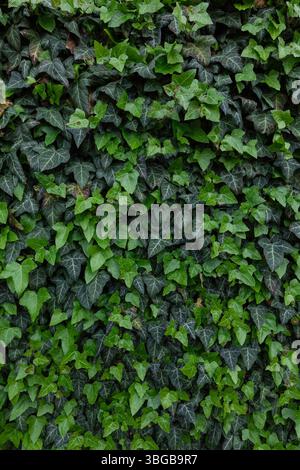Pianta di edera che ricopre una parete esterna con fogliame fresco e denso, offre uno sfondo a trama verde full-frame ideale per il design ecologico e l'energia verde Foto Stock