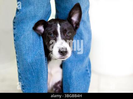 Un timido cucciolo di razza mista bianco e nero che si nasconde dietro le gambe di una persona Foto Stock