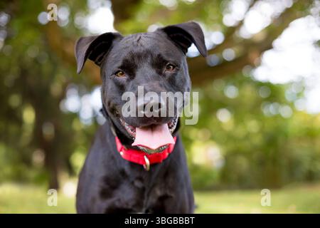 Un cane di razza mista Labrador Retriever di colore nero che indossa un collare rosso Foto Stock
