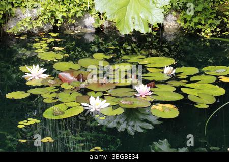 Tranquillo laghetto di ninfee e rane seduti su giglio nei vasti giardini del Domaine de Chaumont-sur-Loire, Francia Foto Stock