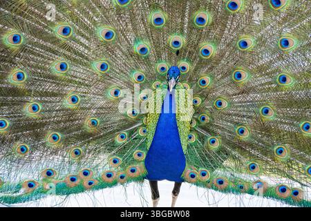 Splendido pavone indiano al Yellow River Wildlife Sanctuary vicino ad Atlanta a Lilburn, Georgia. (USA) Foto Stock