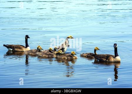 Nuotate con le oche canadesi con i goslings Foto Stock