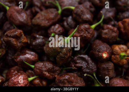 Cioccolato Trinidad Scorpion, il secondo peperoncino più caldo del mondo Foto Stock