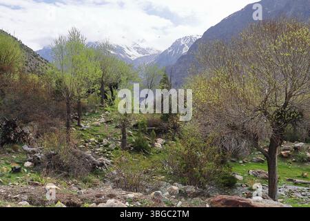 natura selvaggia della valle del lahaul, vista panoramica delle montagne innevate dell'himalaya e della foresta di montagna, lahaul e spiti, himachal pradesh, india Foto Stock