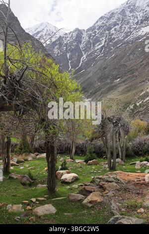 natura selvaggia della valle del lahaul, vista panoramica delle montagne innevate dell'himalaya e della foresta di montagna, lahaul e spiti, himachal pradesh, india Foto Stock