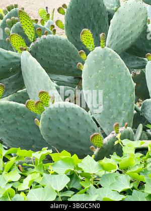 Cactus di Opuntia con giovani germogli. Sfondo verde per la progettazione. Piante esotiche. Foto Stock