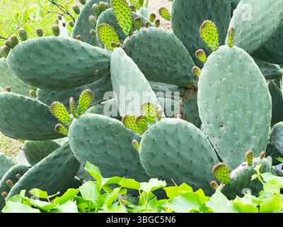 Cactus di Opuntia con giovani germogli. Sfondo verde per la progettazione. Piante esotiche. Foto Stock