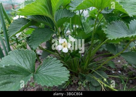 Foto ad alta risoluzione del fiore di fragole in fiore nel verde del giardino, con petali bianchi e stami gialli, circondati da un vivace fogliame Foto Stock