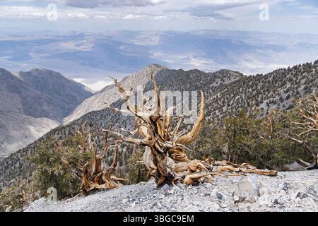 Pini di bristlecone e tronchi morti in cima a Keynot Peak, nelle montagne Inyo, che si affacciano sulla Saline Valley Foto Stock
