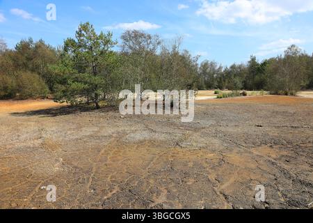 An die Oberfläche tretende mineralisierte Wässer, Ablagerungen, früher in Sudhütten zu Salzen eingesotten, Landschaft im Soos, Moor, Nationales Naturr Foto Stock