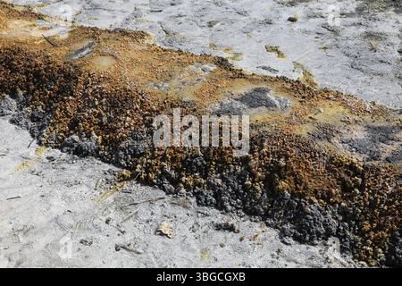 An die Oberfläche tretende mineralisierte Wässer, Ablagerungen, früher in Sudhütten zu Salzen eingesotten, Landschaft im Soos, Moor, Nationales Naturr Foto Stock
