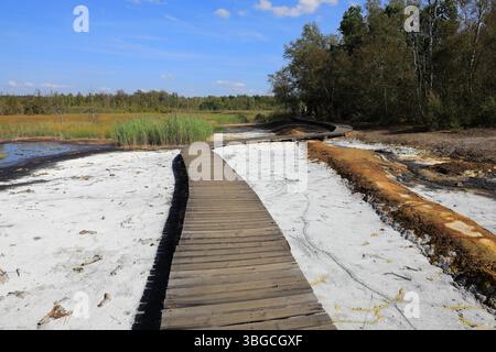 An die Oberfläche tretende mineralisierte Wässer, Ablagerungen, früher in Sudhütten zu Salzen eingesotten, Lehrpfad und Wanderweg, Landschaft im Soos, Foto Stock