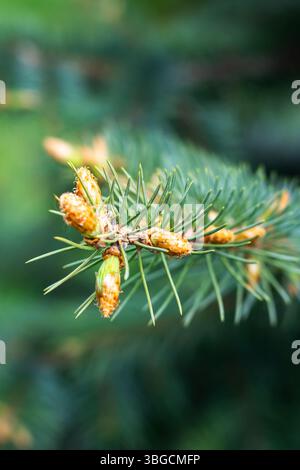 Questa immagine presenta un dettaglio ravvicinato di un cono di pino che poggia elegantemente su un ramo di albero, evidenziandone la superficie ruvida e la bellezza naturale Foto Stock