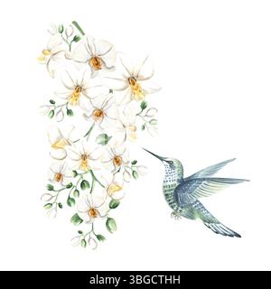 Colibrì volante e ramo di fiori di orchidea bianca illustrazione acquerello isolato. phalaenopsis in fiore tropicale disegnato a mano e uccello dentro Foto Stock