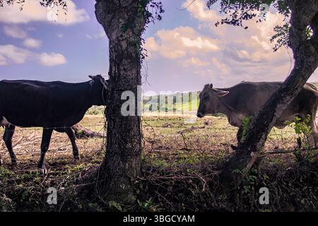 Due mucche pascolano pacificamente in un campo nel montana redonda, repubblica dominicana, godendosi il bellissimo paesaggio Foto Stock
