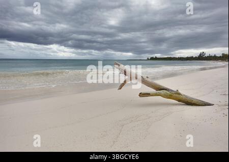 Driftwood si trova sulla spiaggia sabbiosa di xpu-ha nella riviera maya del messico, con nuvole tempestose che incombono sopra la testa Foto Stock