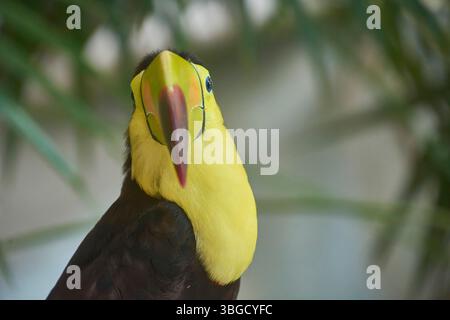 Primo piano di uno splendido tucano mandibled di castagne che mostra il suo becco colorato e le sue piume Foto Stock