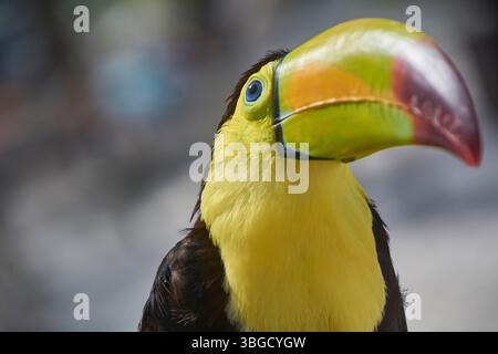Primo piano di uno splendido toucan mandibled di castagne che mostra il suo becco colorato e l'occhio blu brillante Foto Stock