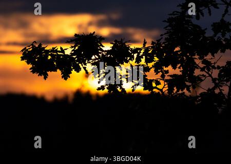 Le foglie di quercia sagomate si distinguono per il cielo vivido e ardente del tramonto. L'intenso bagliore arancione e giallo crea un contrasto audace che evoca emozioni Foto Stock