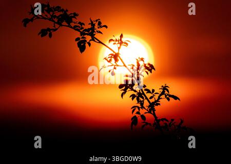 Sagomate curve di rami selvaggi sotto il bagliore dorato del sole al tramonto in un paesaggio morbido e suggestivo Foto Stock