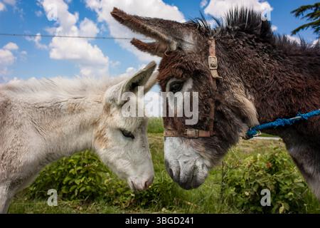 Asini bianchi e marroni che sbizzarriscono in un campo verde sotto un cielo nuvoloso blu brillante Foto Stock