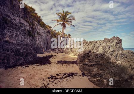 La palma pendente cresce su una spiaggia isolata con formazioni rocciose a tulum, messico Foto Stock