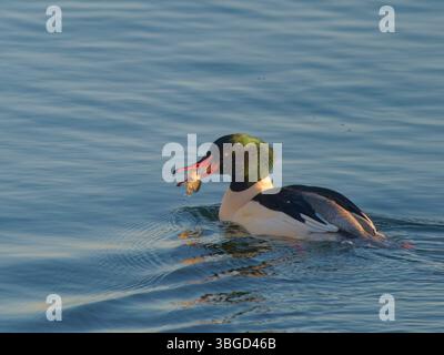 Goosander drake con pesce Mergus Merganser Abberton Reservoir, Essex, Regno Unito BI043543 Foto Stock