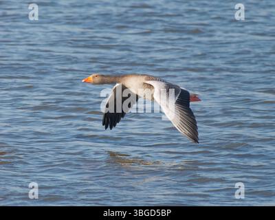 Greylag Goose in Flight Anser anser Abberton Reservoir, Essex, Regno Unito BI045014 Foto Stock