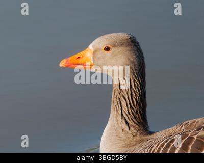 Colpo alla testa di Greylag Goose Anser anser Abberton Reservoir, Essex, Regno Unito BI045015 Foto Stock