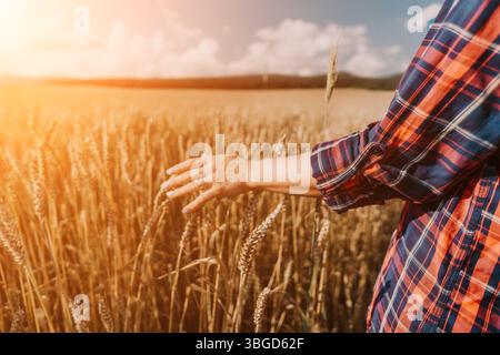 Donna campo di grano. Agronomo, agricoltore donna che controlla i picchi d'orzo maturo dorato nel campo coltivato. Primo piano della mano femminile sulla piantagione in agricoltura Foto Stock