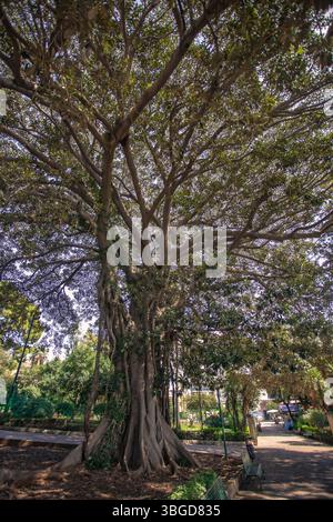 Palermo, Italia 1 gennaio 2025: Grande ficus macrophylla con radici esposte che cresce nel parco urbano giardino garibaldi a palermo, sicilia Foto Stock