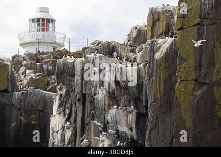 Colonia di ghigliottine e risvegli sull'Inner farne con il faro di farne in lontananza Foto Stock