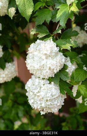 Viburnum bianco opulus roseum (cespuglio di palle di neve), un gruppo di fiori che fiorisce su un cespuglio verde all'aperto alla luce del sole. I fiori freschi e le foglie vivaci creat Foto Stock