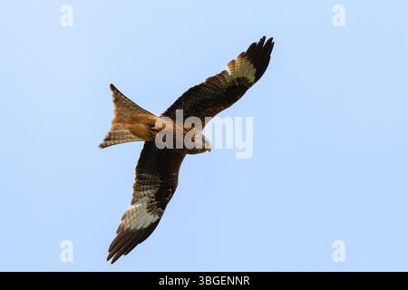 L'aquilone rosso (Milvus milvus) è un uccello preda della famiglia degli Accipitridae. Un maestoso rapace che si innalza nel cielo azzurro e le ali si spalancano. Foto Stock