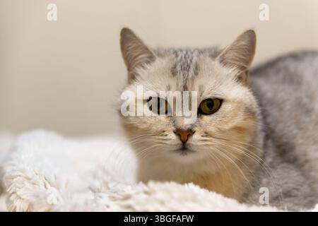 Primo piano di un gatto tabby argentato steso su una soffice coperta bianca, che guarda direttamente la fotocamera in una luce soffusa. Foto Stock