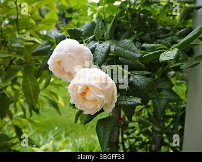 Eleganti rose bianche che sbocciano con luce soffusa e gocce. Foto Stock