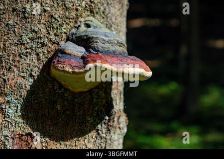 Conca con cintura rossa, Fomitopsis pinicola, nota anche come staffa con cintura rossa, in un ambiente naturale su un albero ospite. Foto Stock