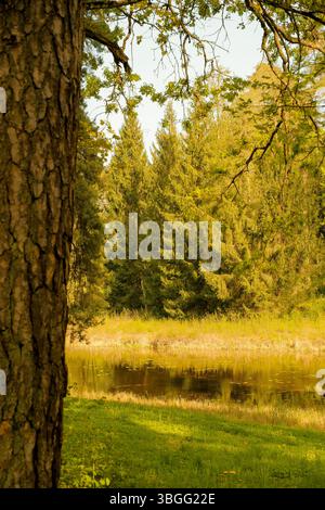 Una tranquilla vista sul lago incorniciata da pini e betulle in una luce dorata soffusa. L'acqua calma riflette la foresta sulla riva opposta. Foto Stock